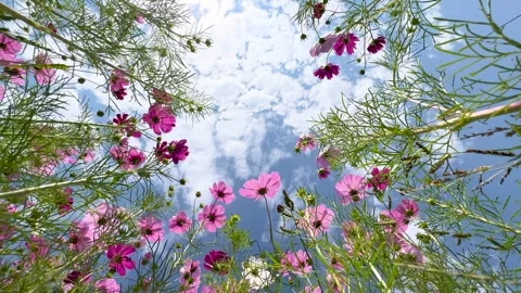 Cosmos field low angle Stock Footage 243785271