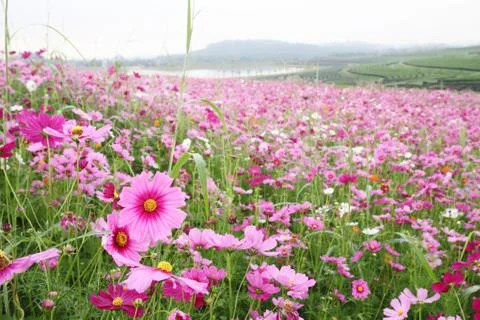 Cosmos field Stock Photos