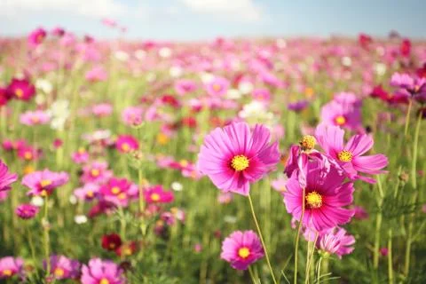 Cosmos field Stock Photos