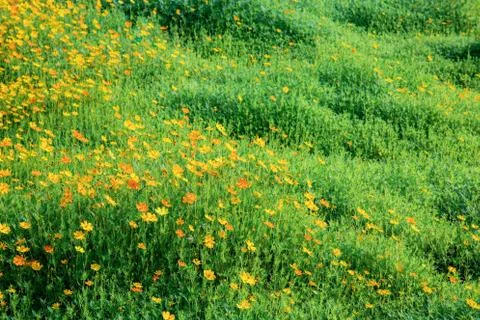Cosmos on field. Stock Photos