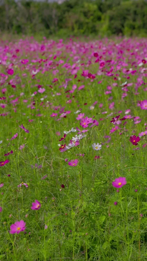 Cosmos Field Stretching to the Trees (Vertical) Stock-Footage 347414877