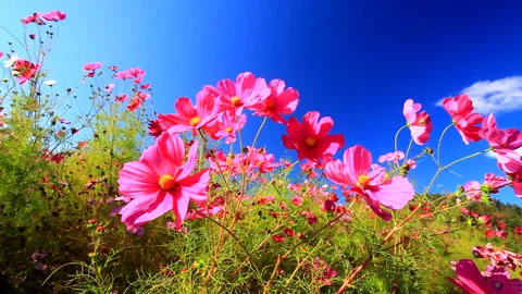 Cosmos Field in the Wind 스톡 동영상 330380738