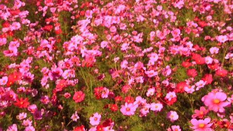 Cosmos Fields and the Satoyama of Kodan Ridge Vídeo Stock 330432161