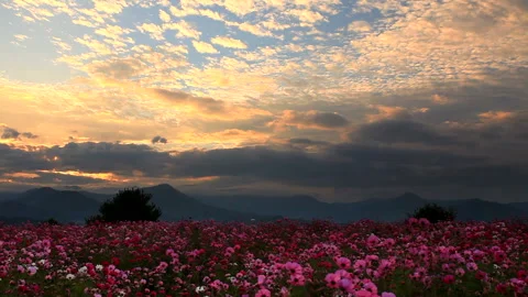 Cosmos Fields, Sunset, and the Mountain Range of Husband God Peak 스톡 동영상 330381218