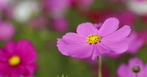 Cosmos Flower   04 Stock Footage 152751855