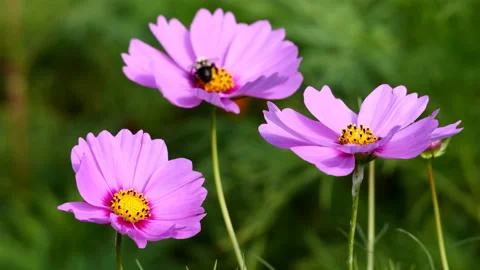 Cosmos Flower and Bee Stock-Footage 211170882