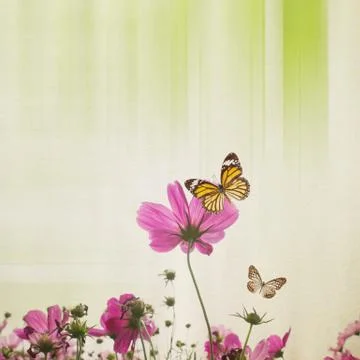 Cosmos Flower Background Stock Photos