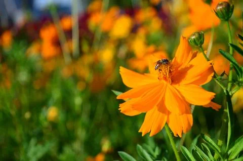 Cosmos flower with bee drinking nectar Stock Photos