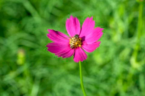 Cosmos flower with bee Stock Photos