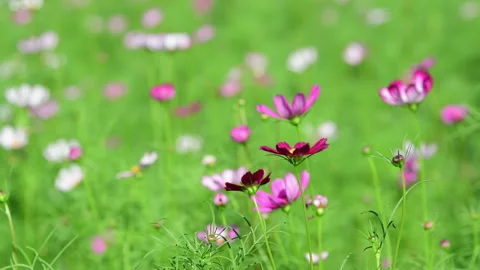 Cosmos Flower blooming in backyard. Video stock 325718170