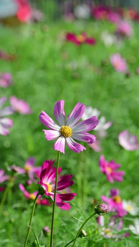 Cosmos Flower blooming in backyard. Video stock 325718251
