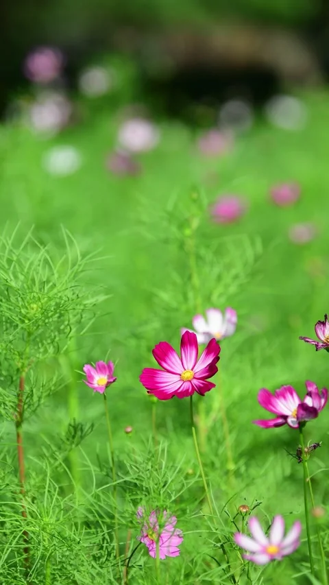 Cosmos Flower blooming in backyard. Stock-Footage 325718409
