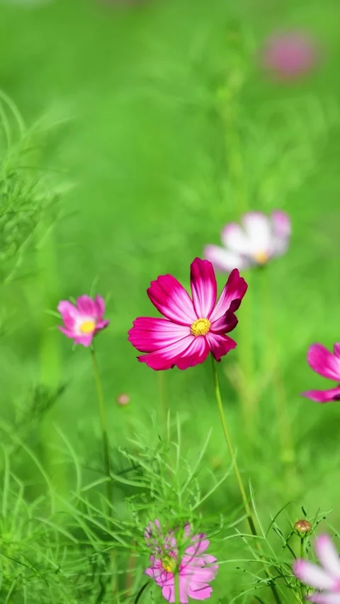 Cosmos Flower blooming in backyard. Stock Footage 325718439