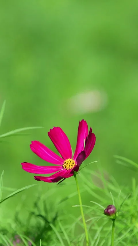 Cosmos Flower blooming in backyard. Stock Footage 325718564