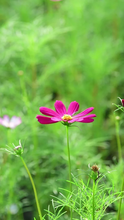 Cosmos Flower blooming in backyard. Video stock 344032927