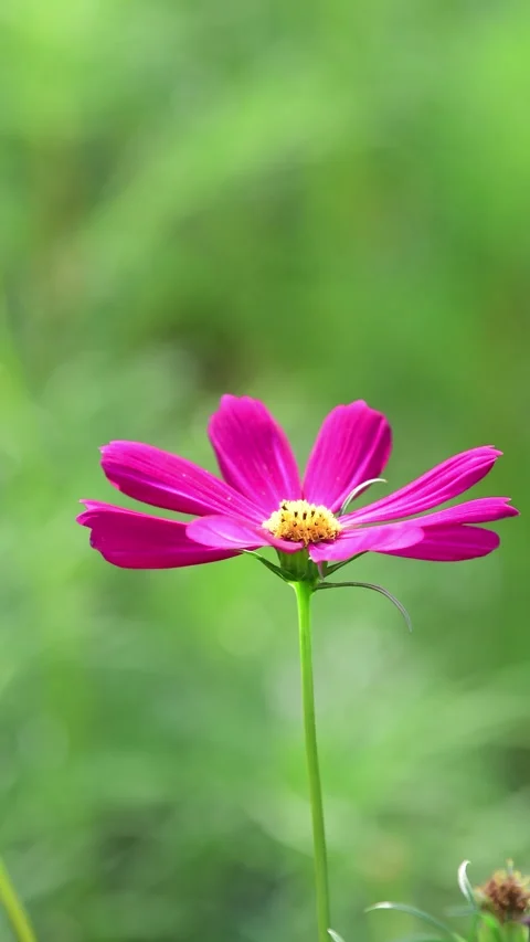 Cosmos Flower blooming in backyard. Stock-Footage 344032968