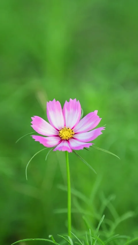 Cosmos Flower blooming in backyard. Stockbeeldmateriaal 344032986