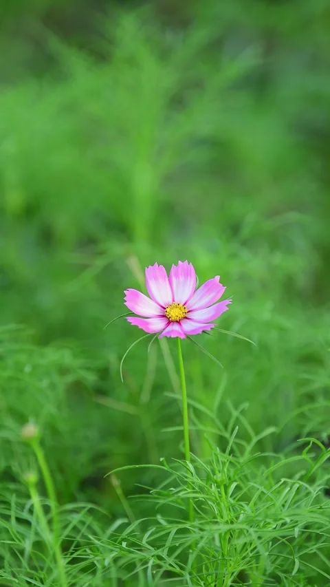 Cosmos Flower blooming in backyard. Video stock 344033007