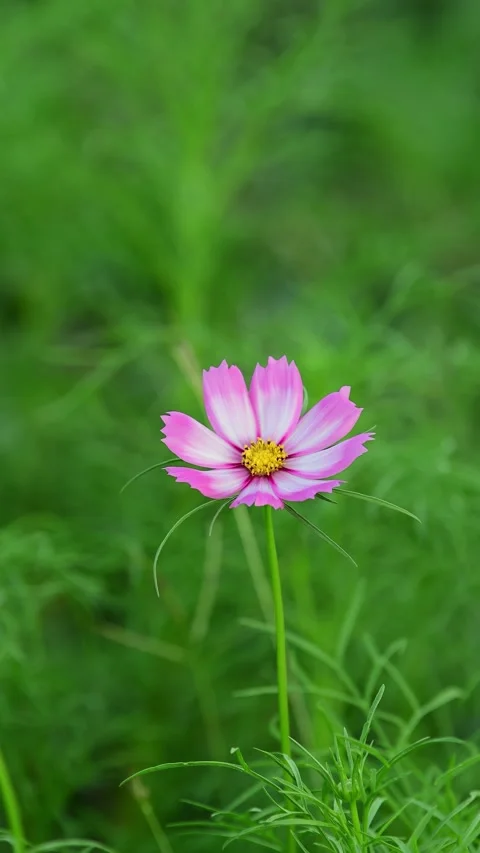Cosmos Flower blooming in backyard. Stock-Footage 344033018