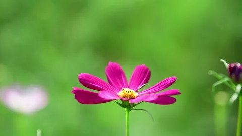 Cosmos Flower blooming in backyard. Stockbeeldmateriaal 344033049