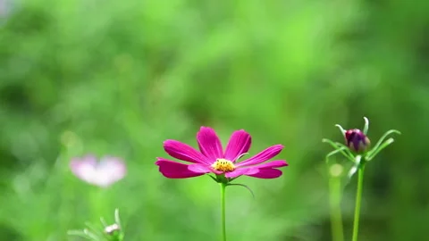 Cosmos Flower blooming in backyard. Vídeos de archivo 344033063