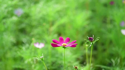 Cosmos Flower blooming in backyard. Stock-Footage 344033094