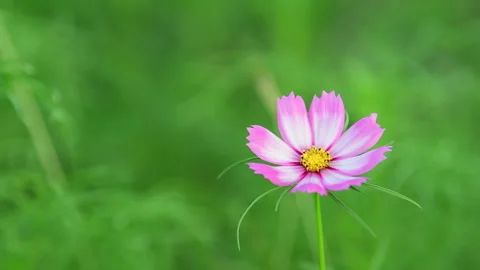 Cosmos Flower blooming in backyard. Vídeo Stock 344033102