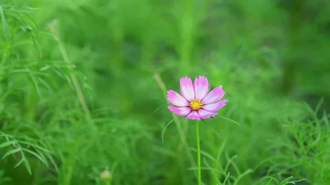 Cosmos Flower blooming in backyard. Stockbeeldmateriaal 344033147