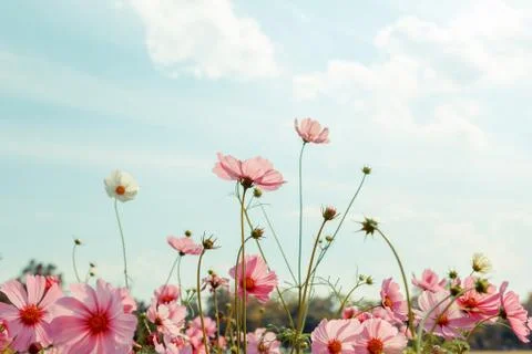 Cosmos flower blossom in garden Stock Photos