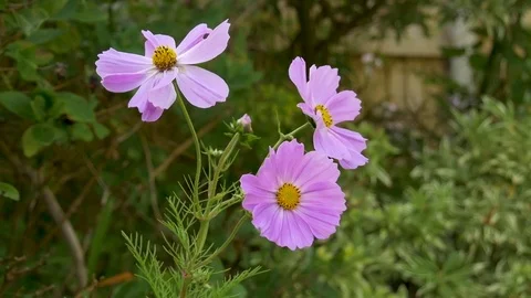 Cosmos flower blowing in the wind Stock Footage 85052043