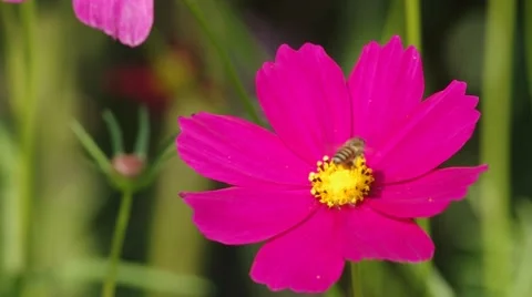 Cosmos flower blown by wind with bee moving Stock Footage 47732405