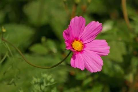 Cosmos flower close up Foto stock