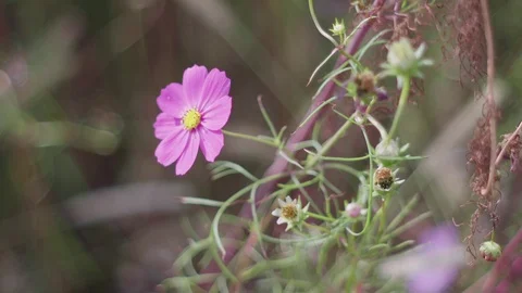 Cosmos Flower Close-up Shallow Depth of Field Vídeos de archivo 96683425