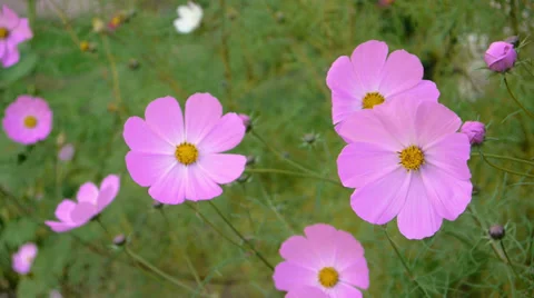 Cosmos flower, close-up view Stock Footage 36169396
