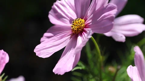 Cosmos flower with copy space Stock Footage 61499641