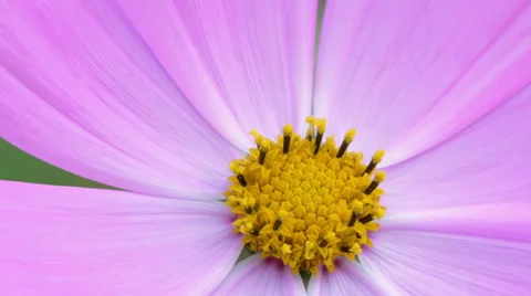 Cosmos flower extreme close-up Stock Footage 37136397