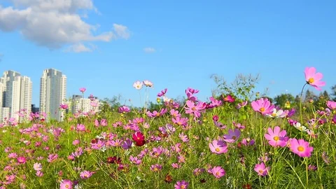 Cosmos flower field with blue sky background Stock Footage