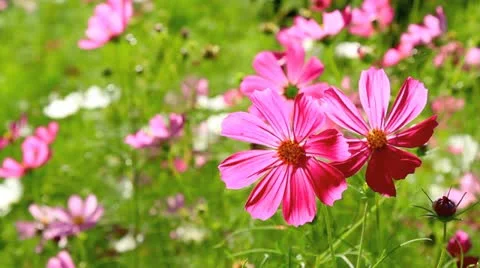 Cosmos flower field. Stock Footage 11922684