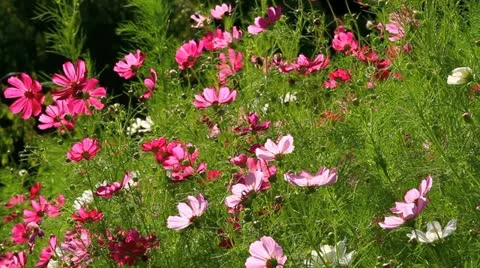 Cosmos flower field. Stock Footage 11922795