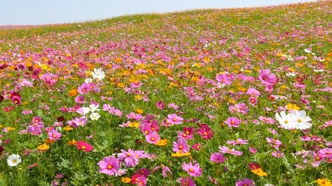 Cosmos flower field Stock Footage 94887580