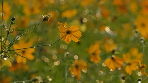 Cosmos flower in field. Stock Footage 106437788