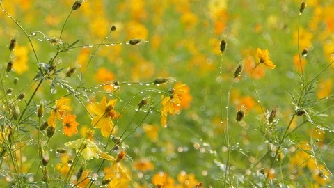 Cosmos flower in field. Stock Footage 106437924