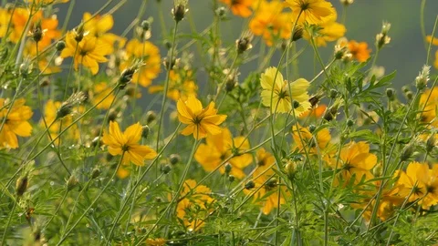 Cosmos flower in field. 库存影片 106437949
