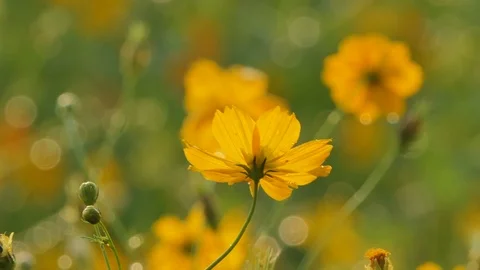Cosmos flower in field. Stock Footage 106438067