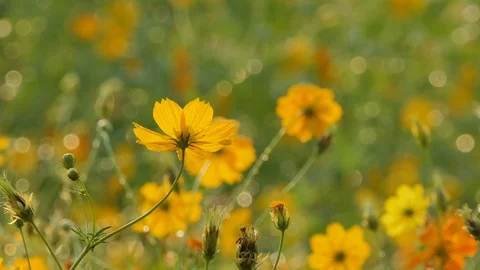 Cosmos flower in field. Stock Footage 106438259