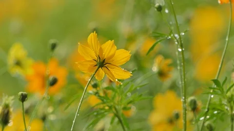 Cosmos flower in field. Stock Footage 106438306
