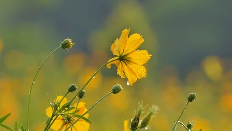 Cosmos flower in field. Stock Footage 106438434