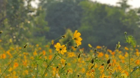 Cosmos flower in field. Stock Footage 106438490