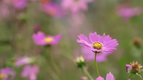 Cosmos flower in the field Stock Footage 310345409