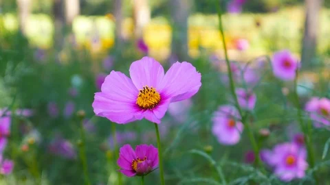 Cosmos flower in field with sunset Stock Footage 101595493